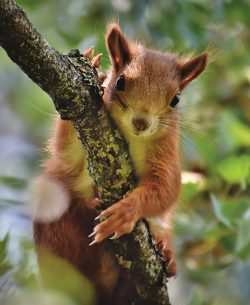 #Eichhörnchen #Natur #Tiere