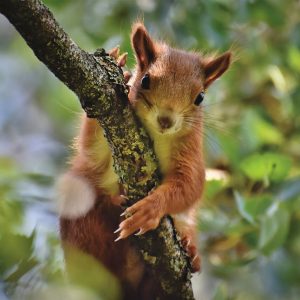 #Eichhörnchen #Natur #Tiere