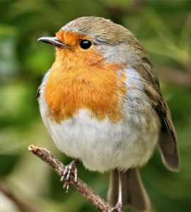 #Rotkehlchen #Vogel #Natur