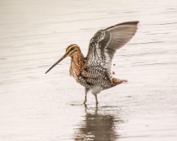#Tier #Schnepfe #Natur