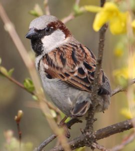 #Spatz #Haussperling #Vogel #Natur