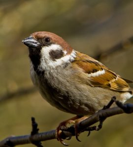 #Feldsperling #Vogel #Natur