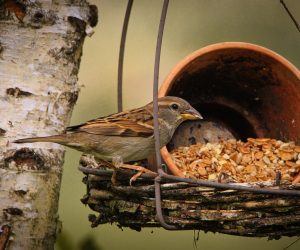 #Vogel #Futter #Natur