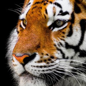#Tiger #Tiere #Zoo