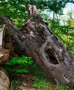 #Totholz #Wald #Baum