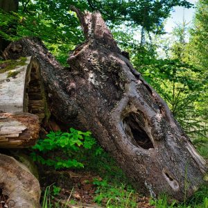 #Totholz #Wald #Baum