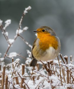 #Vogel #Rotkehlchen #Winter #Schnee